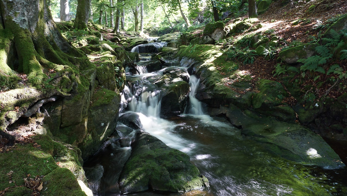 Forest stream flowing through moss-covered rocks