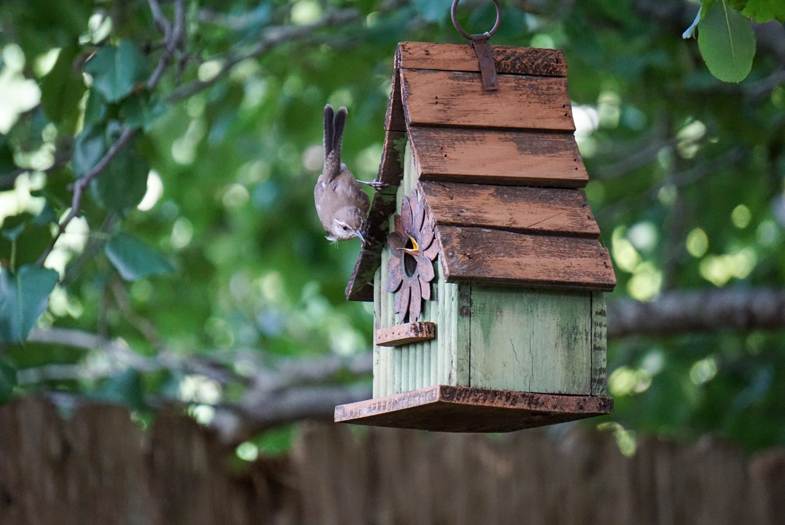 Bird perched on rustic wooden birdhouse
